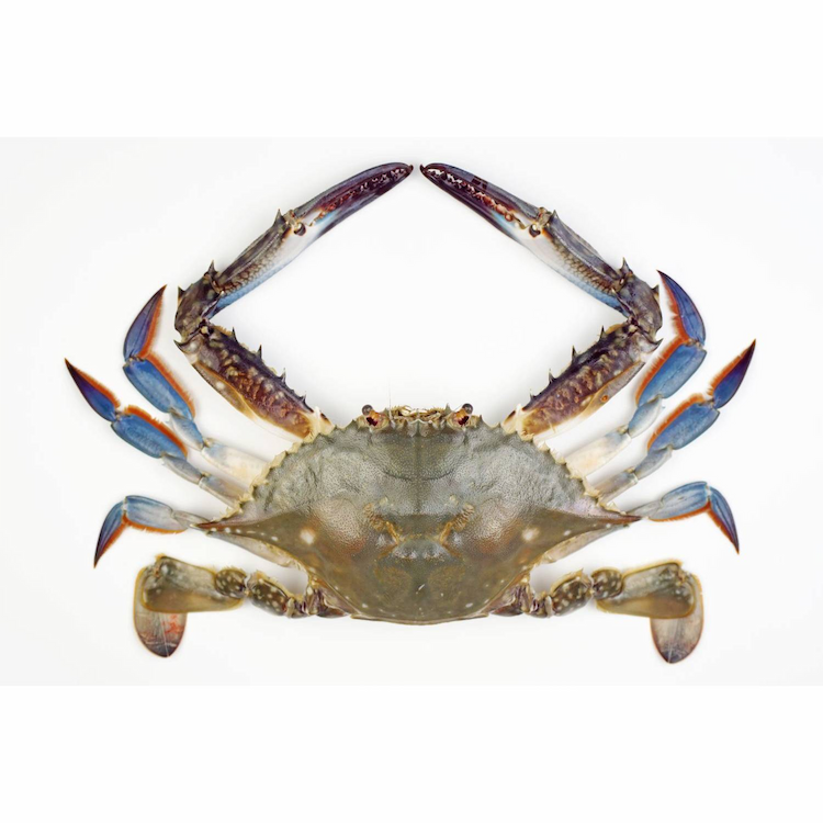 Blue Crab Whole Approx.950g-1Kg