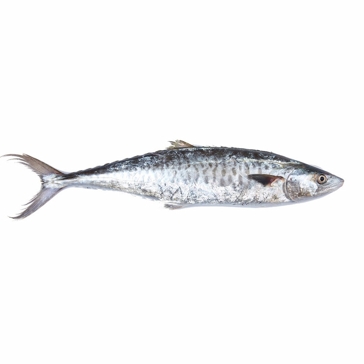 King Fish (Small) Approx: 900g-1Kg