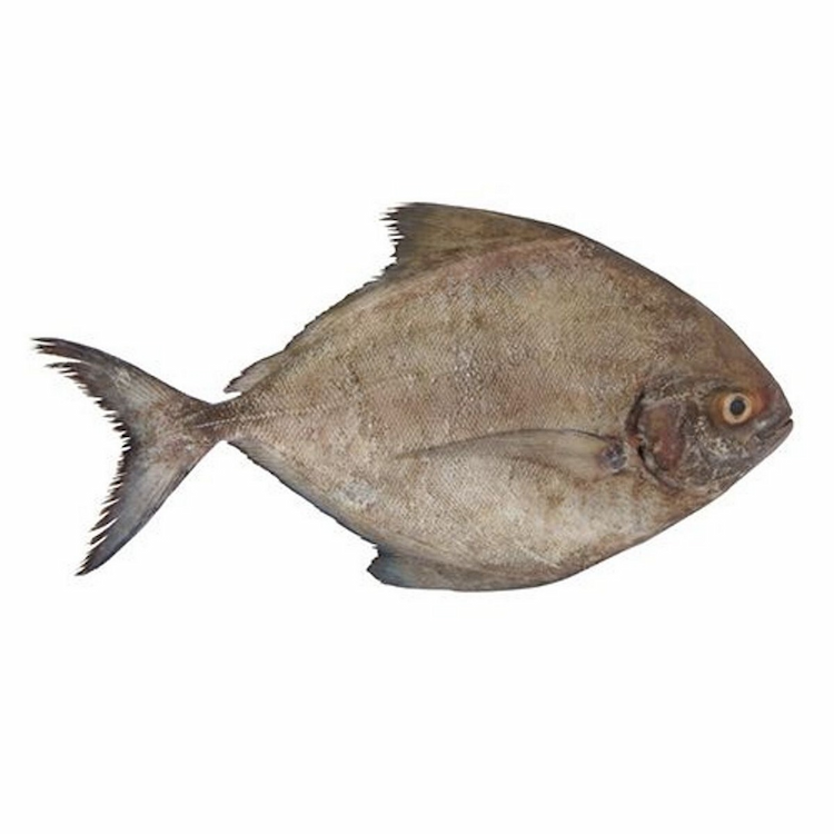 Black Pomfret Approx:450g- 500g