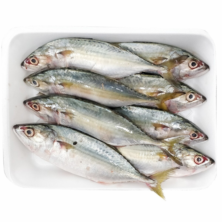 Mackerel Fish Approx.950g-1Kg