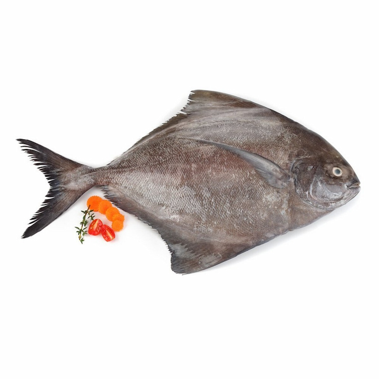 Black Pomfret Medium Approx.900g-1Kg