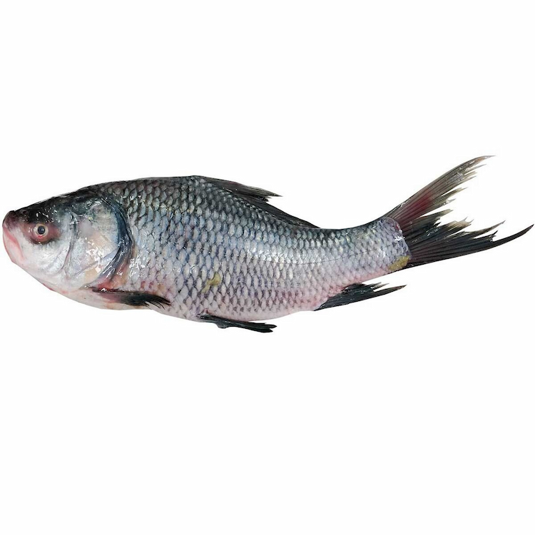 Catla Fish Approximate 1.1Kg-1.2Kg