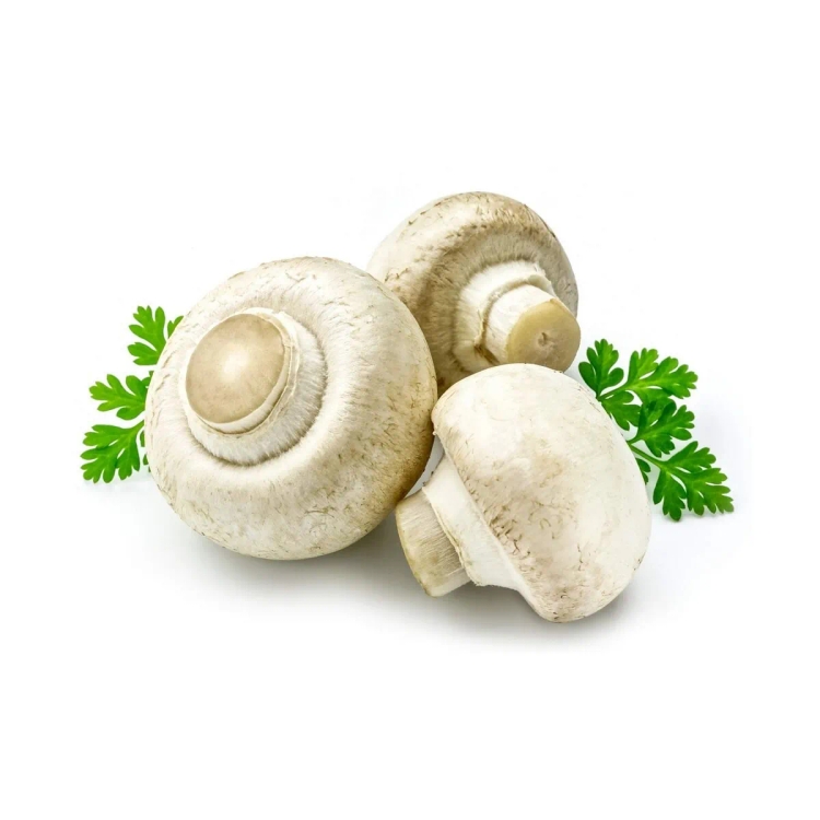 Mushroom Button 1 Packet