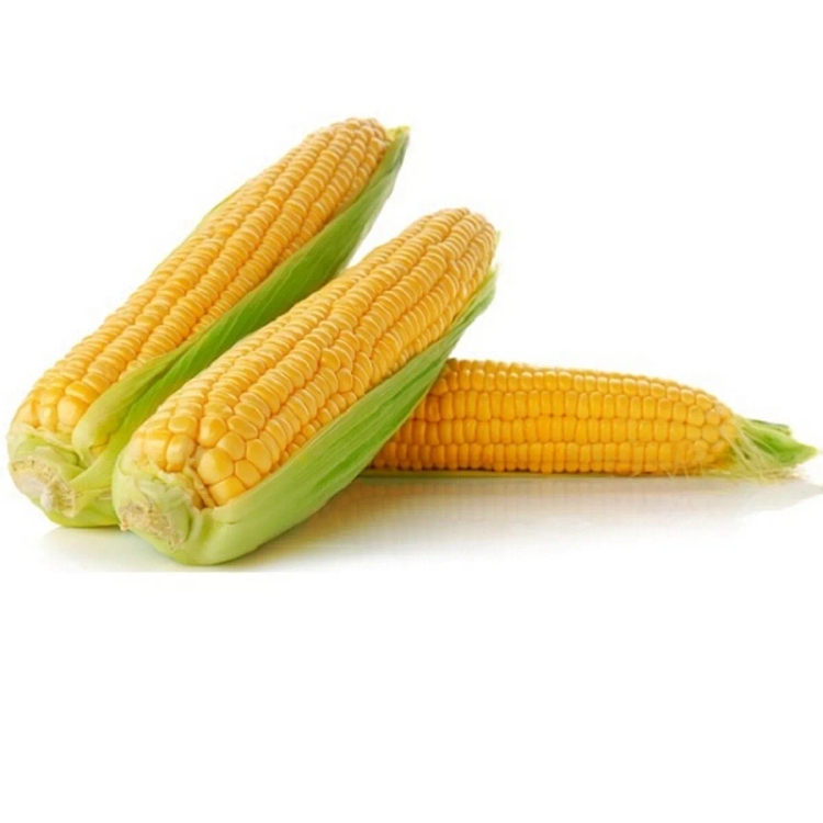 Sweet Corn Pack Of 2