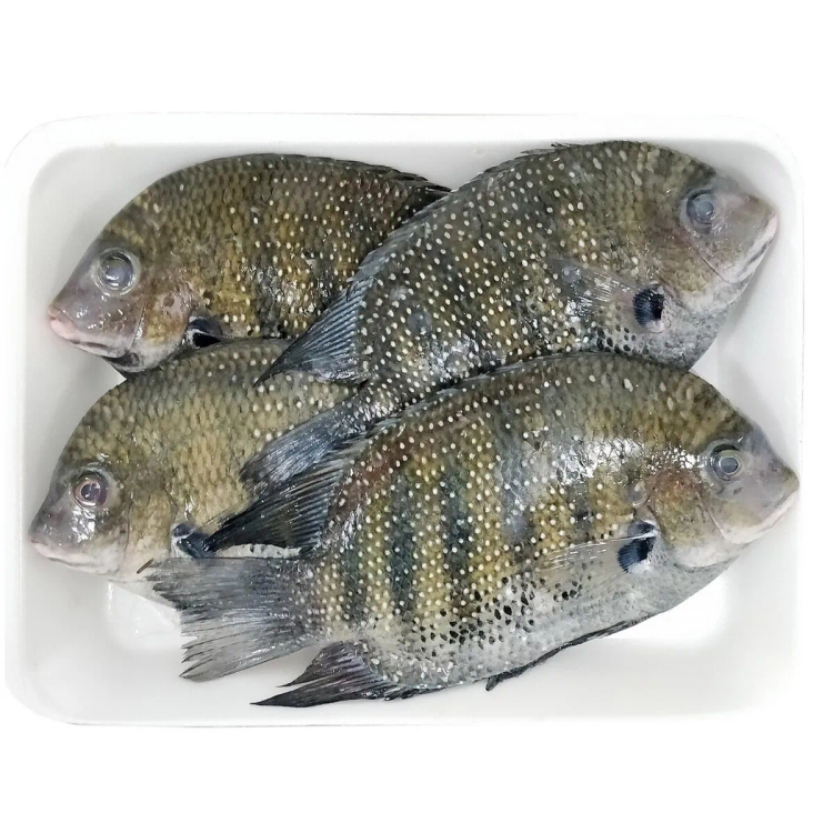 Pearl Spot Fish Approx.950g-1Kg