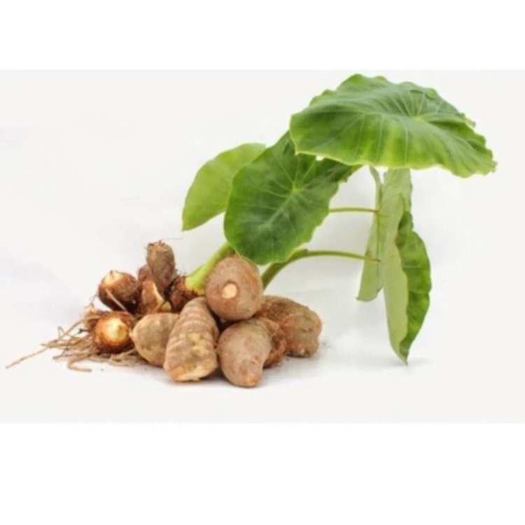 Colocasia Small Approx.400g-500g