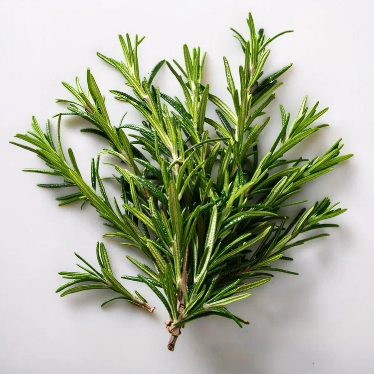 Rosemary